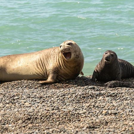 La Elvira Natural Lodge Nature & Wildlife Experience In Peninsula Valdes Punta Delgada Exterior photo