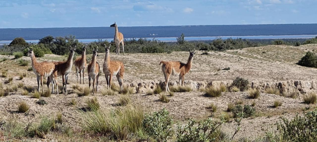 La Elvira Natural Lodge Nature & Wildlife Experience In Peninsula Valdes Punta Delgada Exterior photo