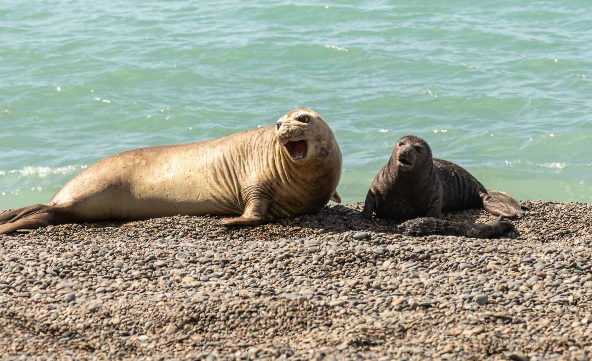 La Elvira Natural Lodge Nature & Wildlife Experience In Peninsula Valdes Punta Delgada Exterior photo